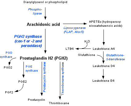 Biosynthesis of eicosanoids