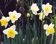 Pale daffodils