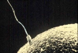 A sperm attempting to fertilize an egg