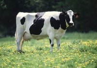 Friesian/Holstein cow