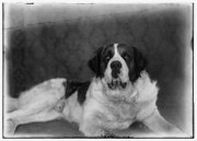 Scipio, a St. Bernard dog of Orville Wright