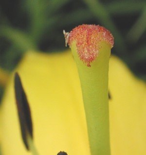 Grains of pollen on stigma of a 