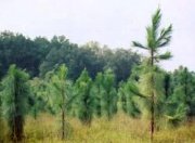 Young trees