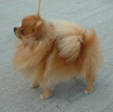 The Pomeranian started out as a large, sled-type dog and was downbred to become the small companion dog it is today.