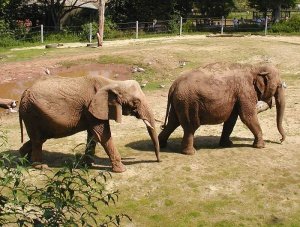 African Savannah Elephant (left) and Asian Elephant at an English zoo.