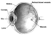 Diagram of a eye. Note that not all eyes have the same anatomy as a human eye.