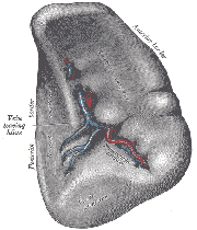 The visceral surface of the spleen.