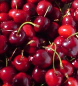 Ripe Bing cherries