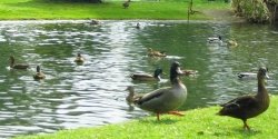 Some wildfowl in Tarbes, France